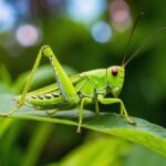 Significado de grilo verde: Entenda seus simbolismos e implicações na cultura brasileira