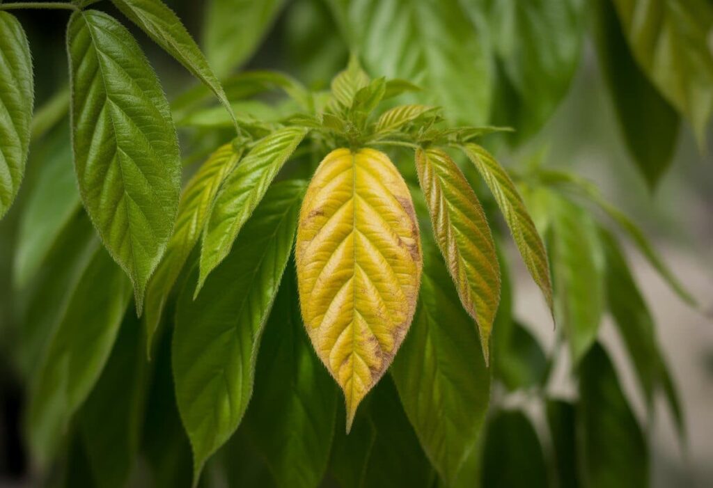 Porque as folhas das plantas ficam amarelas? Causas comuns e como evitar o problema Porque as folhas das plantas ficam amarelas? Causas comuns e como evitar o problema