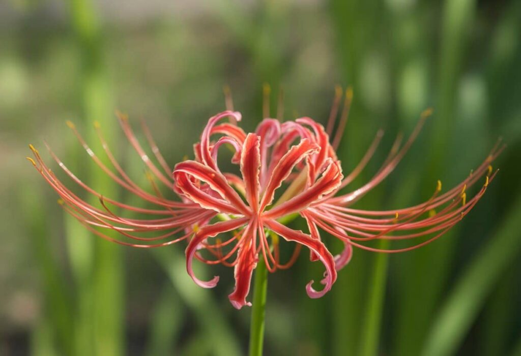Lírio da Aranha Vermelho: Guia Completo para Cultivo e Cuidados Lírio da Aranha Vermelho: Guia Completo para Cultivo e Cuidados