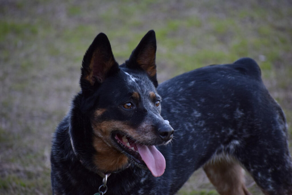 Blue Heeler