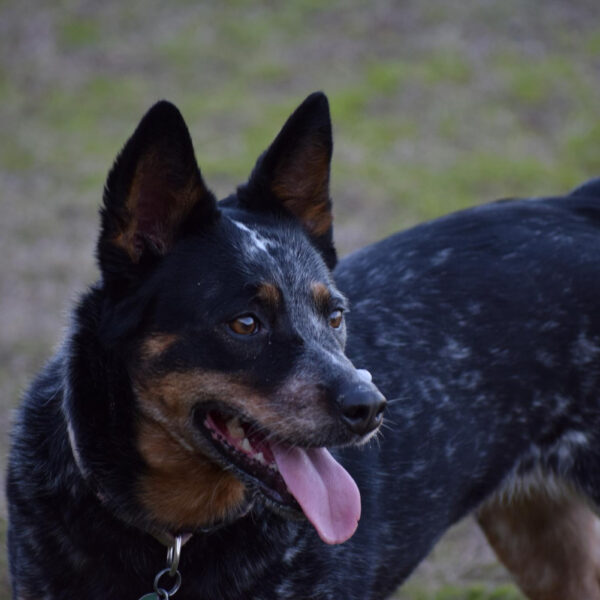 Blue Heeler: Características e Treinamento Ideal