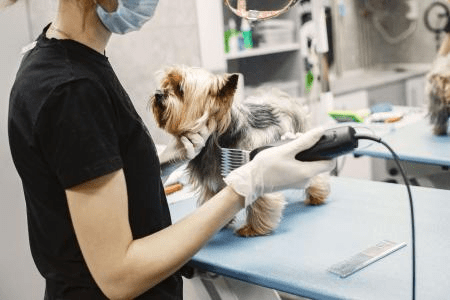 Adestramento e higiene: como acostumar um cachorro com a máquina de tosa?v